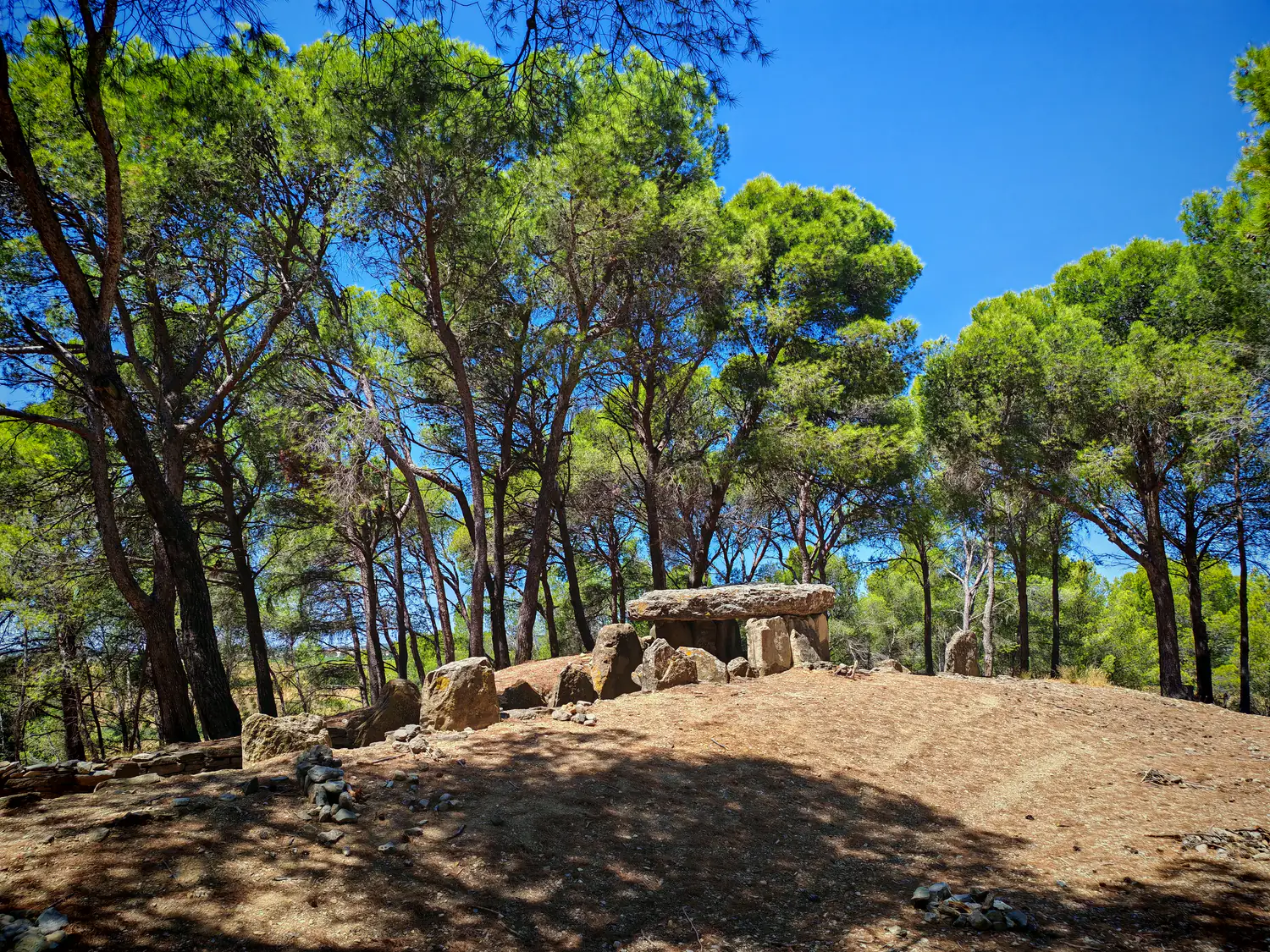 Entrée du Dolmen des Fées vue au sol, avec sa dalle horizontale entre les pins.