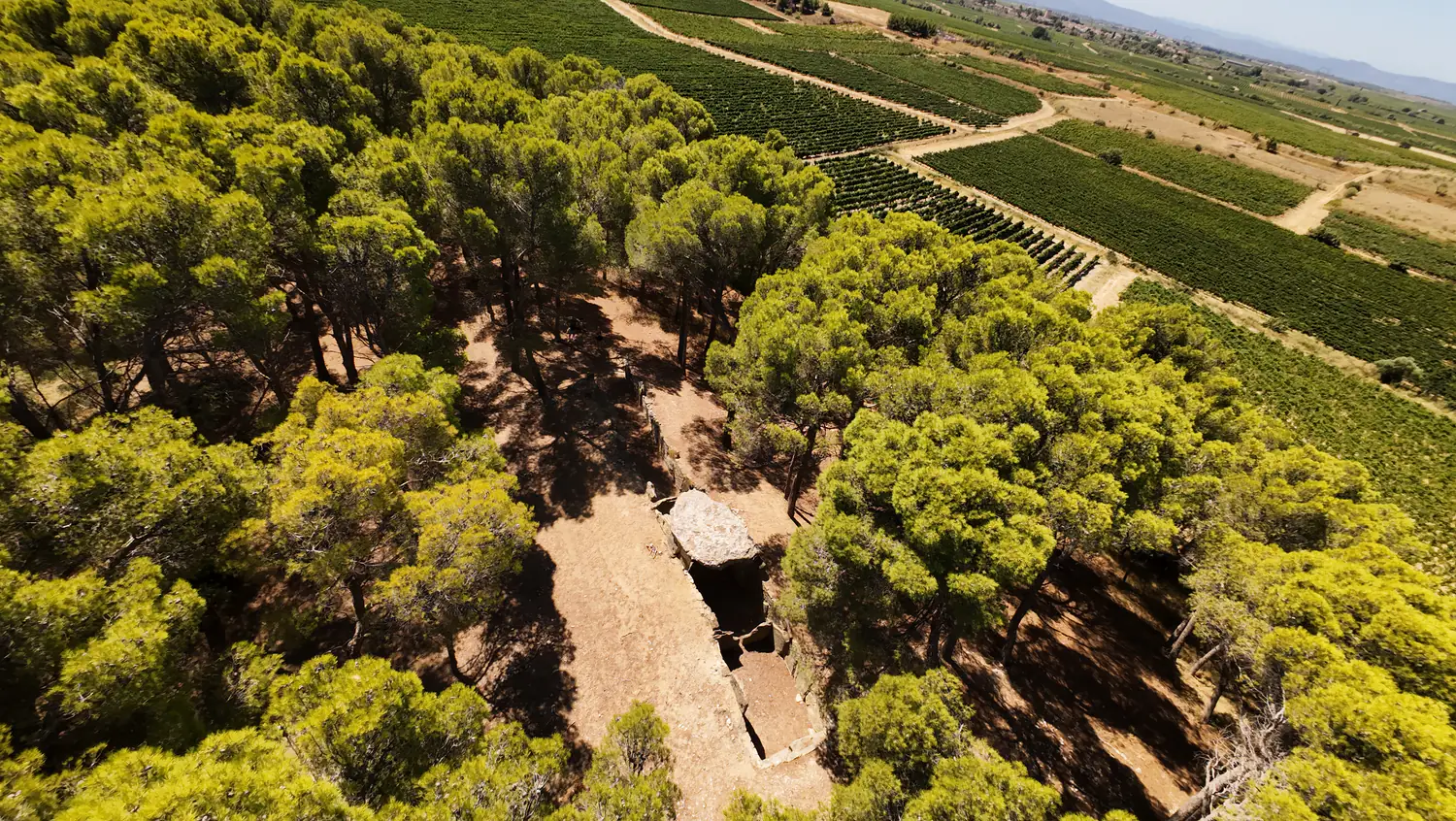 Vue aérienne du Dolmen des Fées montrant la galerie sous les pins et les vignes voisines.