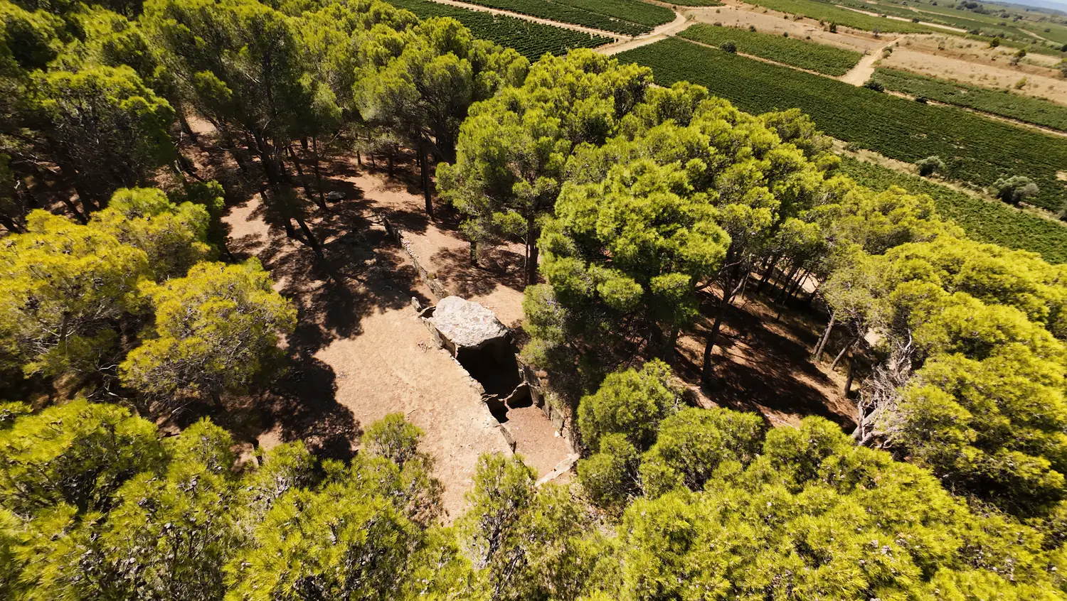 Vue aérienne finale du Dolmen des Fées au centre de la pinède, avec les vignes à l’arrière-plan.