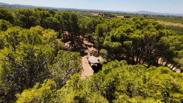 Vue aérienne latérale du dolmen, partiellement abrité par les couronnes des pins.