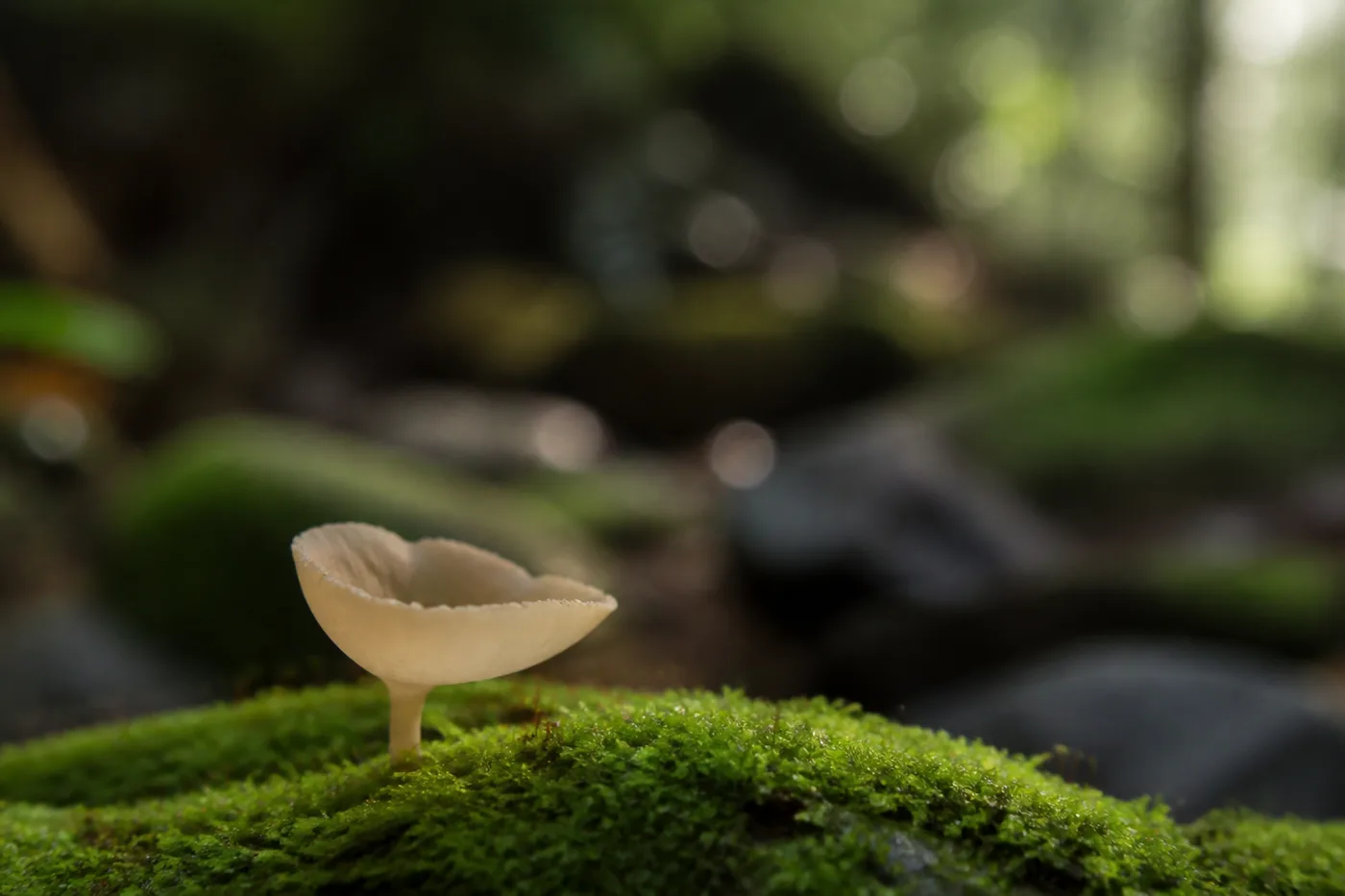 Image générée par IA d’un champignon beige sur une mousse verte.