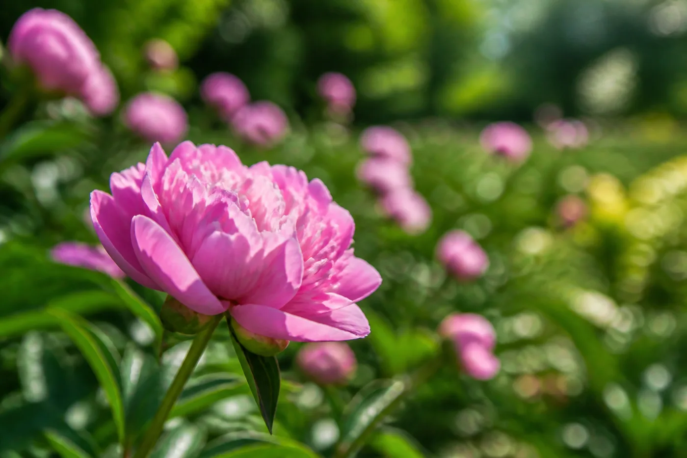 Image générée par IA d’une fleur rose devant un jardin lumineux.