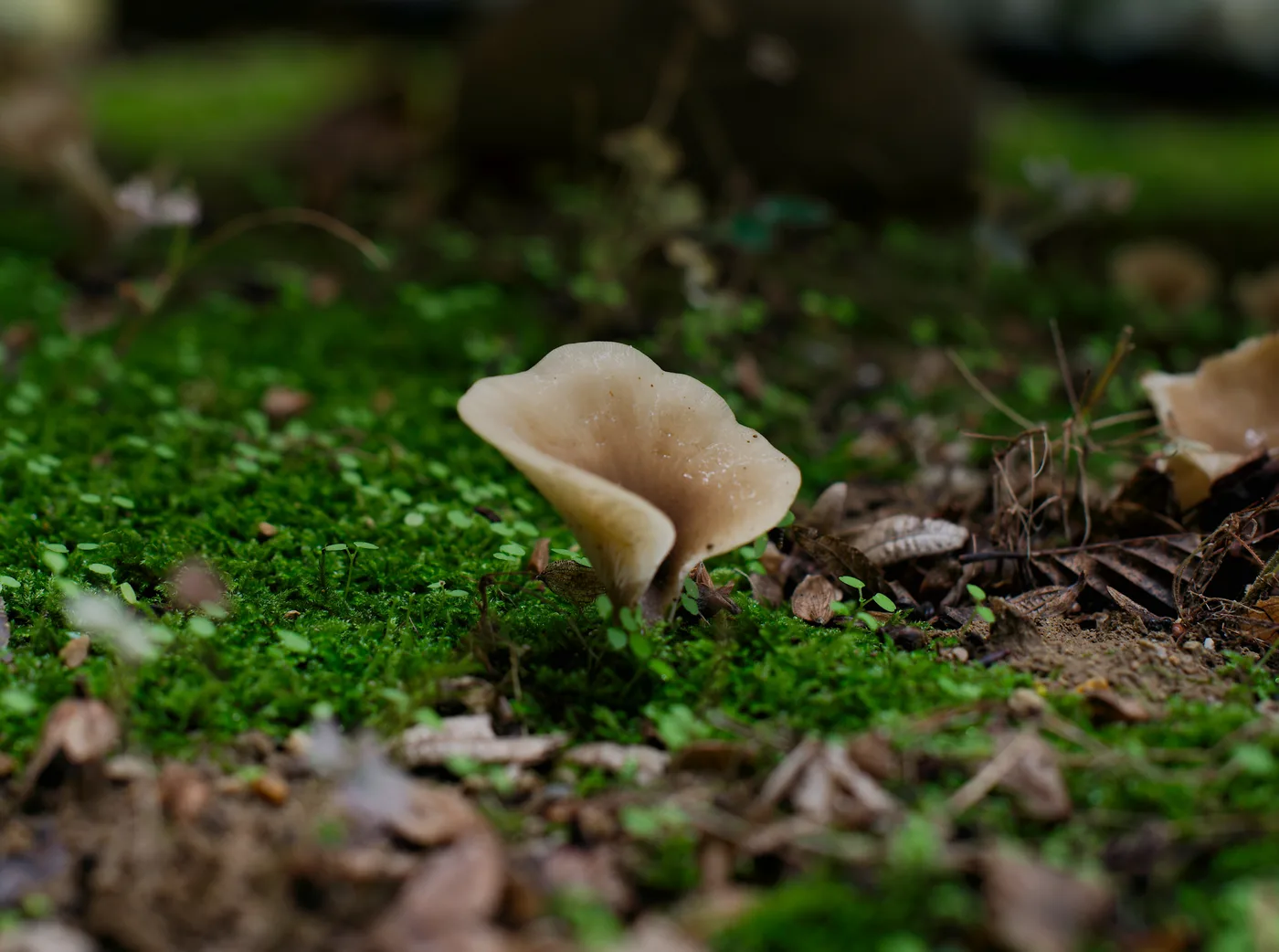 Champignon clair au milieu d’une mousse verte, entouré de végétation floue au premier plan et à l’arrière-plan.
