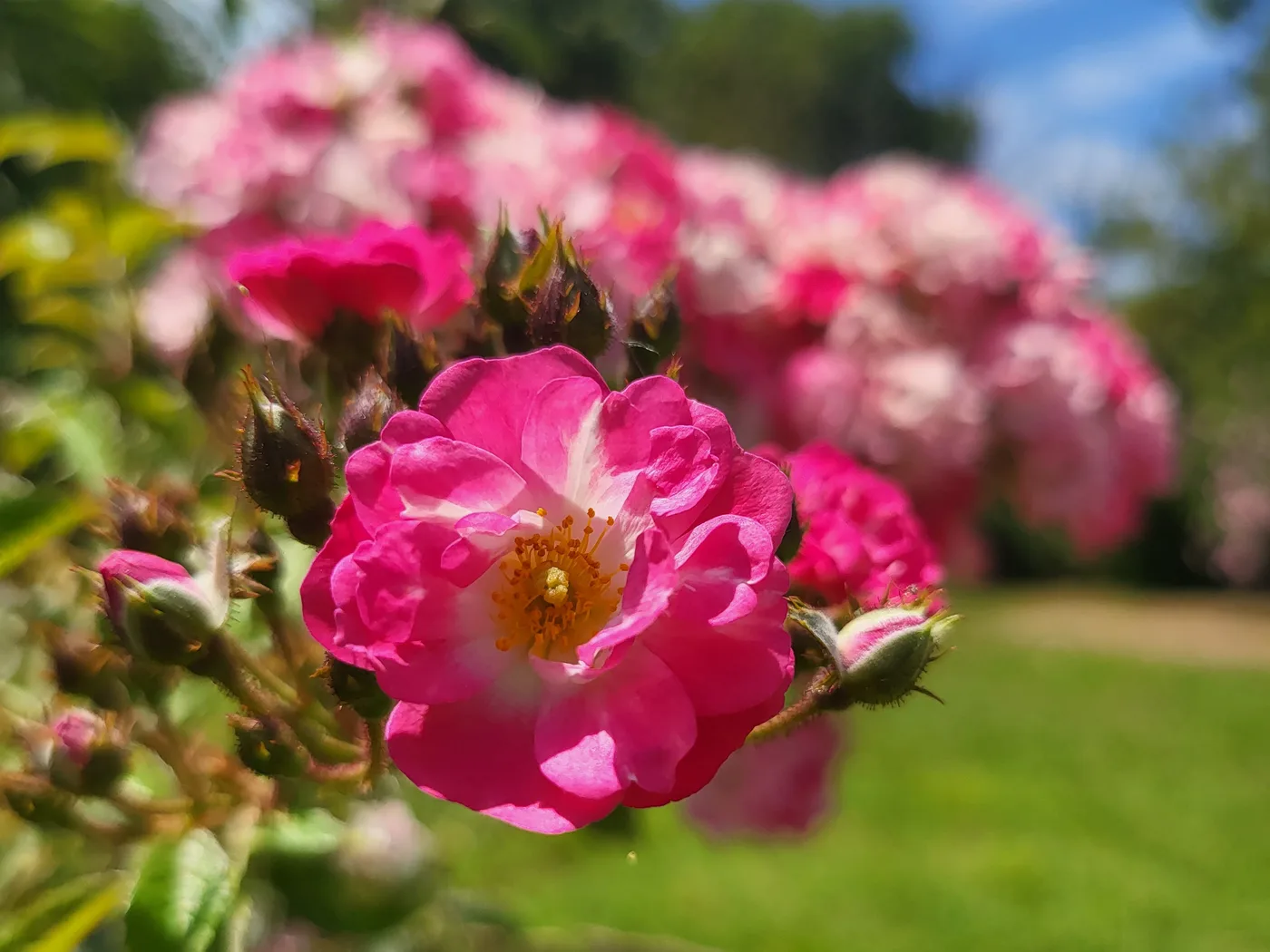 Fleur rose nette devant un massif de roses et un jardin rendus flous par une faible profondeur de champ.
