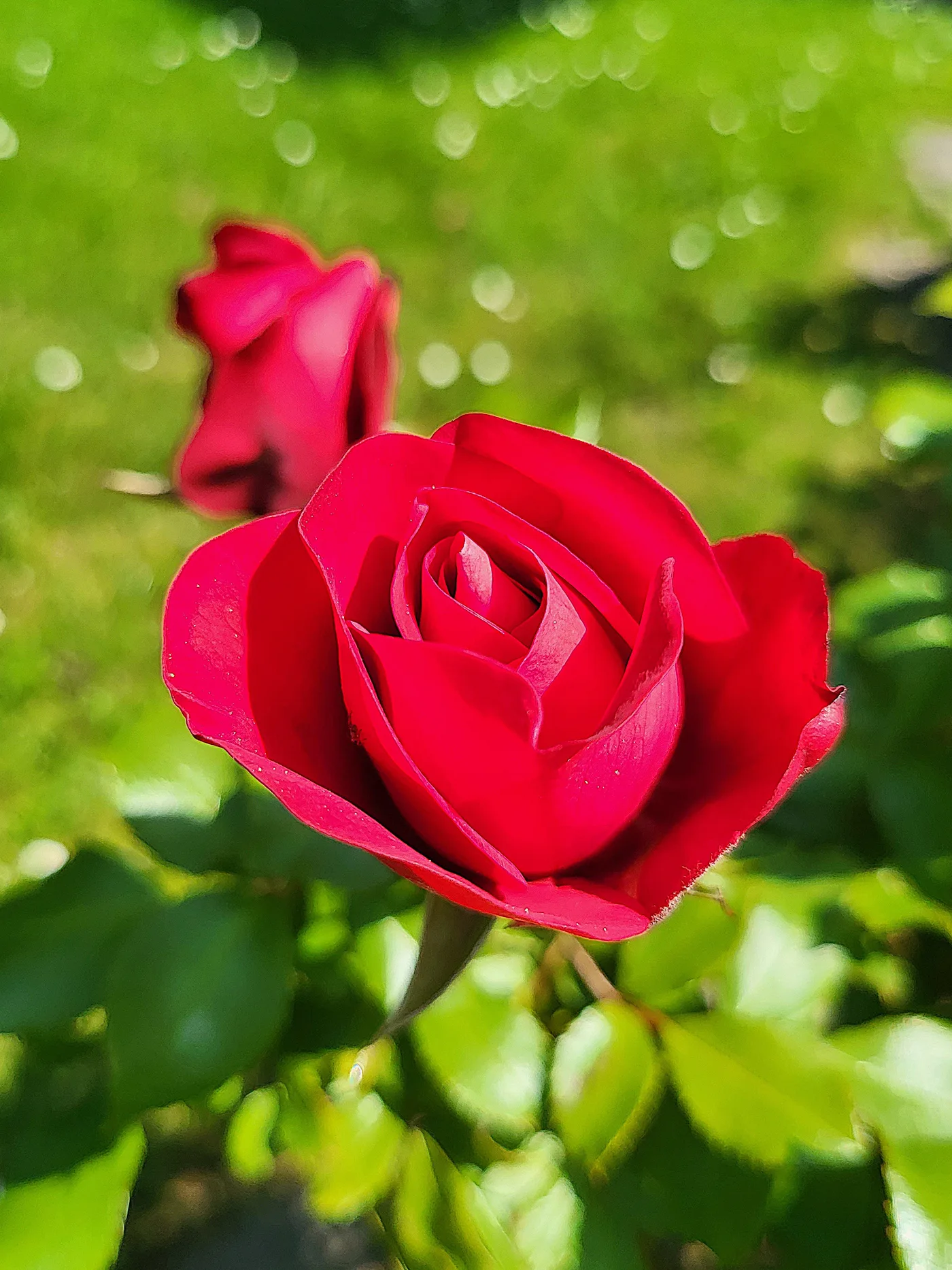 Rose rouge photographiée en gros plan devant un fond végétal vert ponctué de disques lumineux flous.
